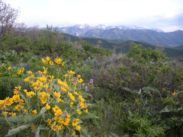 Gobblers Knob and Mt. Raymond