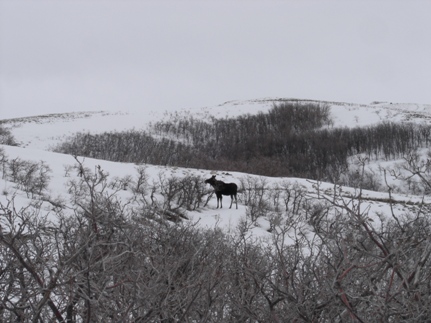 Moose in trail