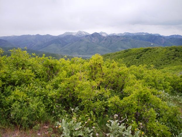 Gobblers Knob, Mt. Raymond 