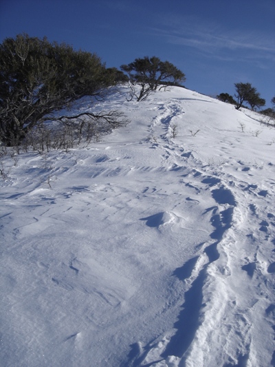 Old snowshoe tracks 