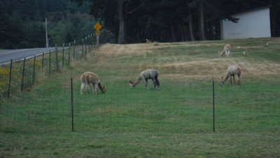 Alpaca Farm