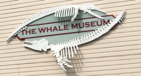 whale musuem