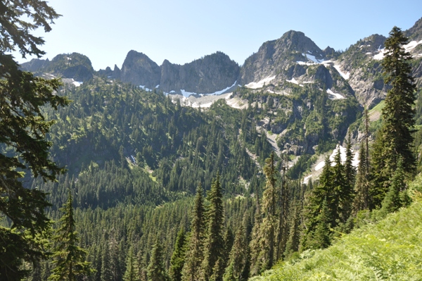 hemlock from trail