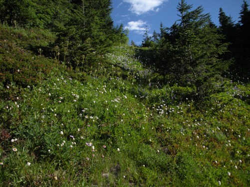 cascade meadows