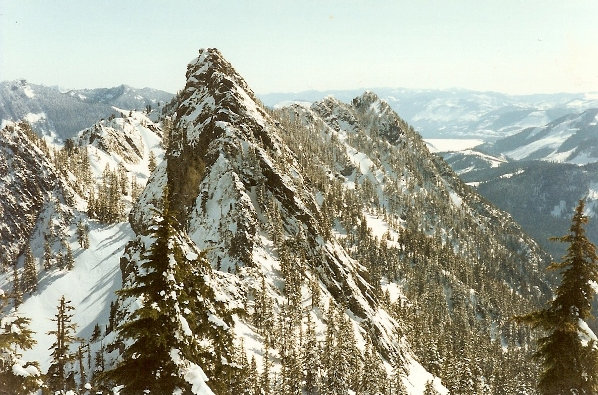 Tooth from Hemlock 