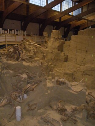 Mammoth Site in Hot Springs