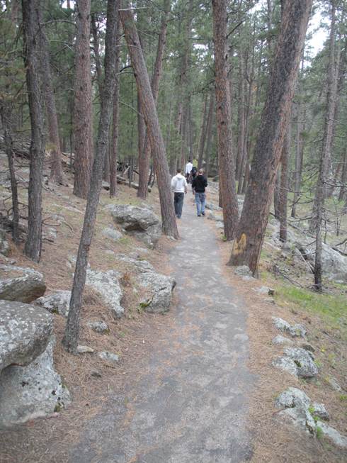 pine forests at Devils Tower