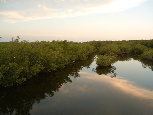 Evening in the everglades