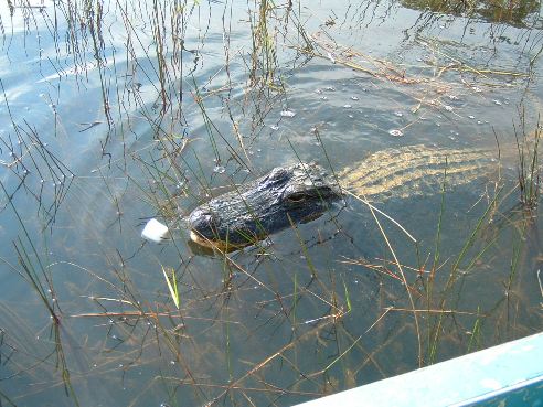 Feeding marshmallows to alligators