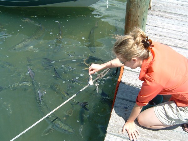 Feeding fish at a tourist trap called 