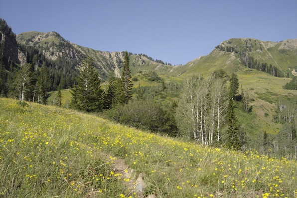 alpine area of Spanish Fork Peak
