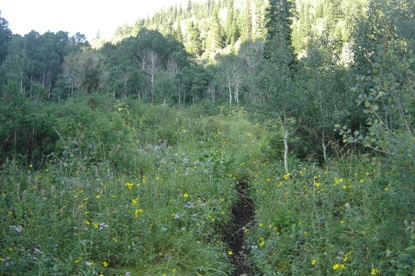 Trail up Spanish Fork Peak