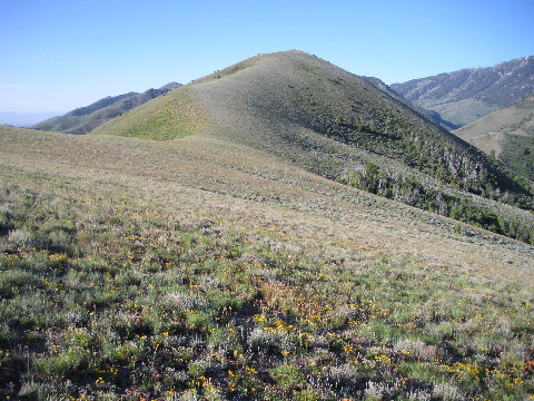 Little Bald Mountain 