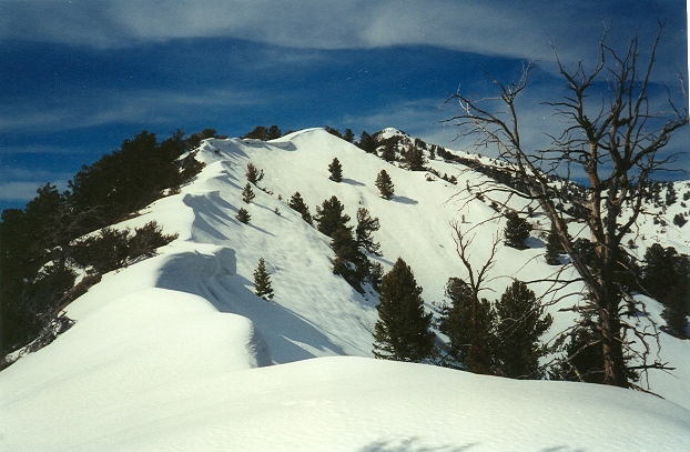 A long snowshoe