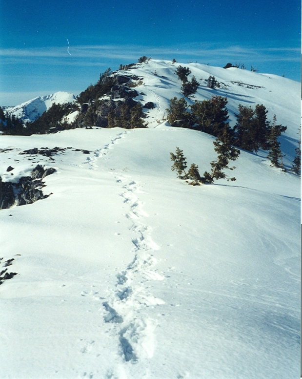 snowshoeing utah