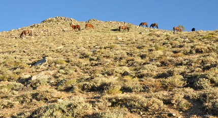 Wild horses