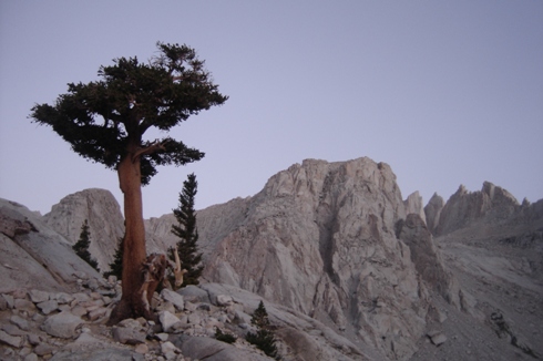 Tree on Mount Whitney