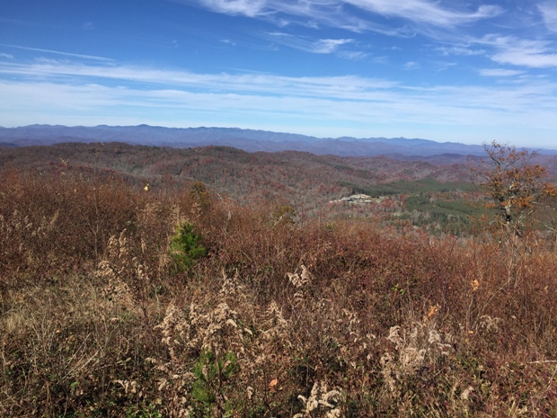 sassafras view