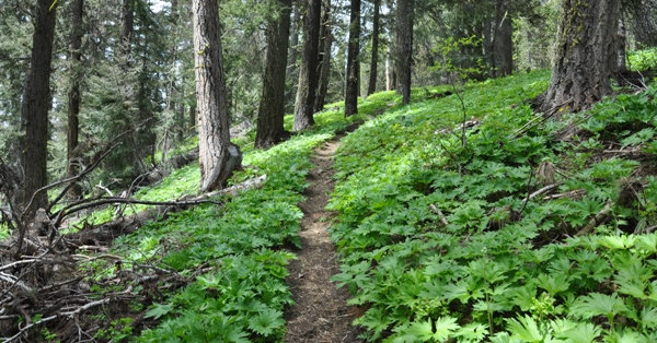 teanaway trail