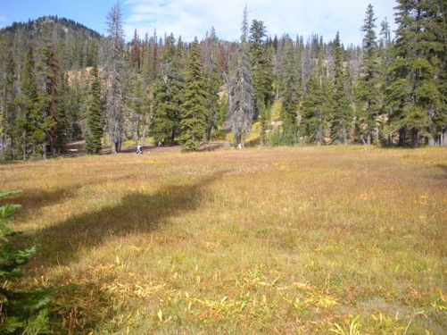 Stafford Creek Meadows