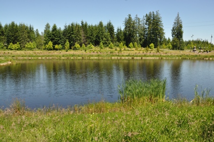 tehaleh pond