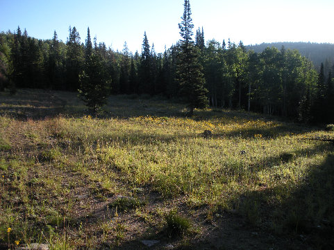 Small meadow 