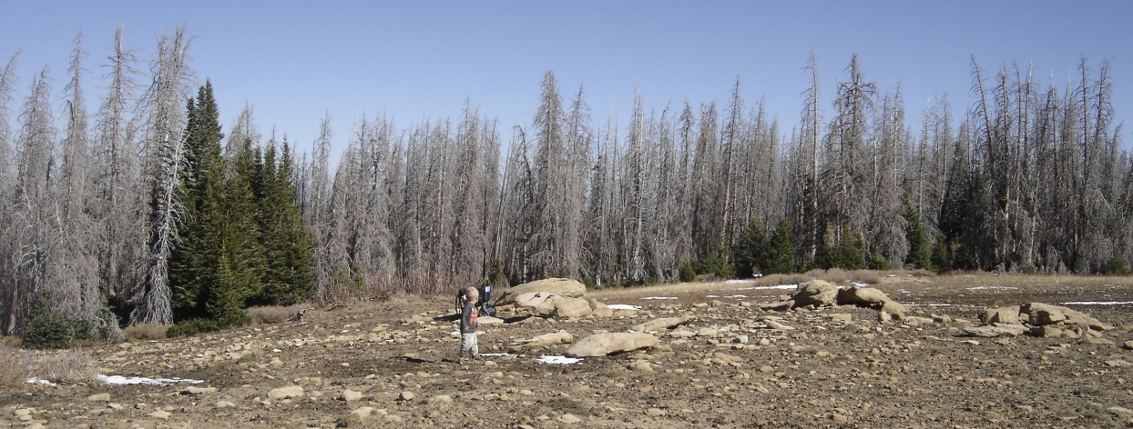 Dead trees and the summit area