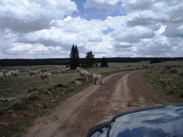 Sheep on the Plateau