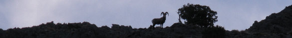 Bighorn Sheep