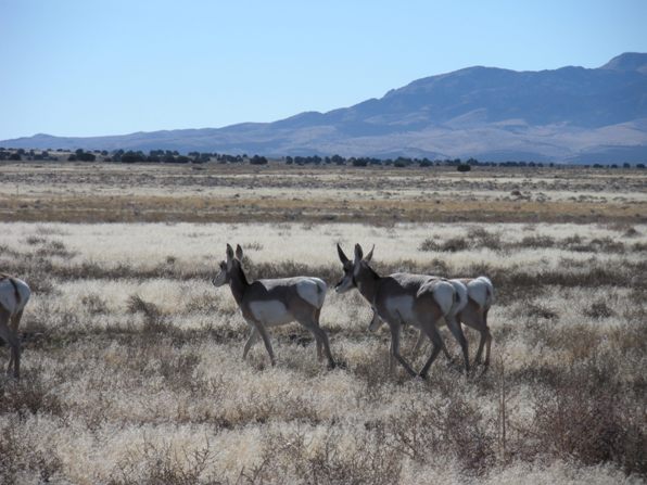antelope