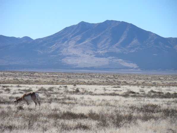 antelope