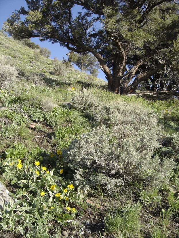 Spring flowers