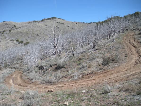 Road to Long Ridge
