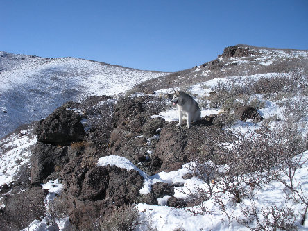 Dozer on South Mountain