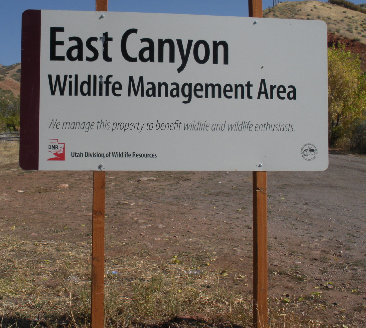 East Canyon Wildlife 