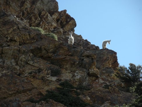 Mountain Goats