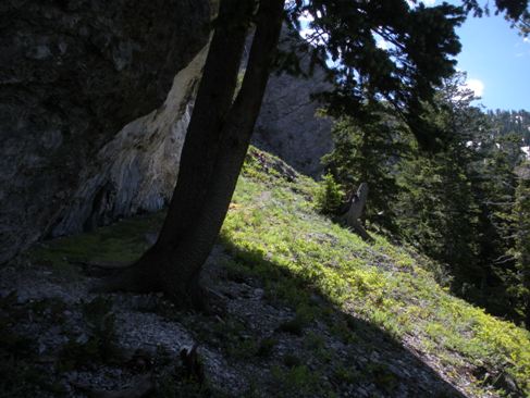 Neffs Canyon Trail