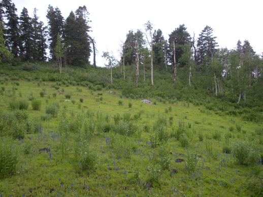 Nebo Loop Meadows