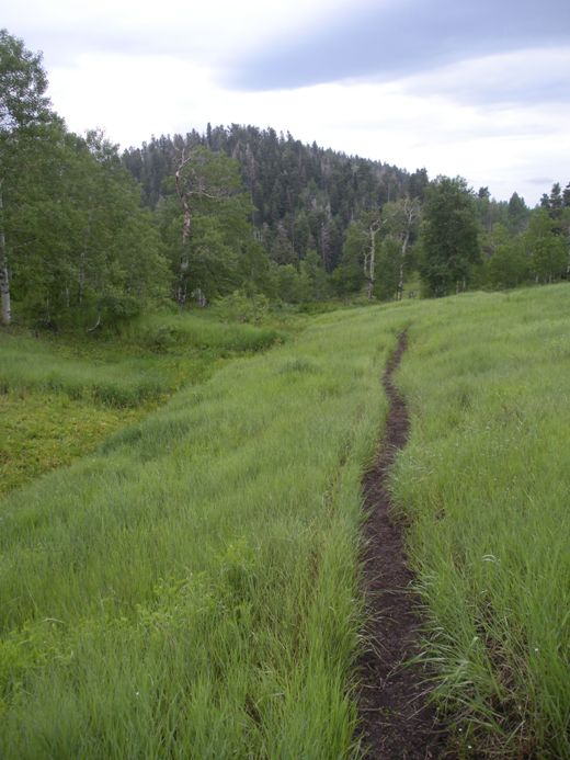 Gentle Band Ridge meadows