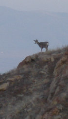 Deer on Nelson 