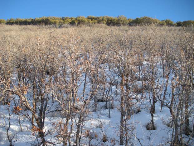 Brush on Quarry Mountain