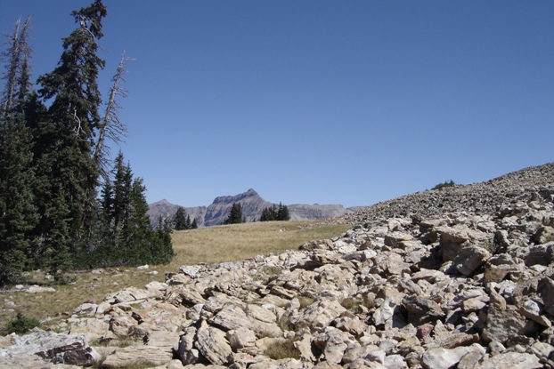 Treeline on Murdock Mountain