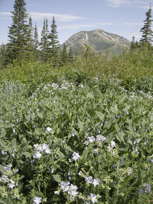 Bald Mountain to the north