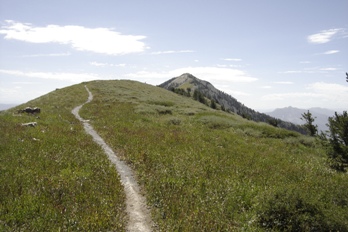 Trail to Ben Lomond