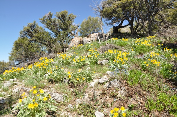 Flowers near summit