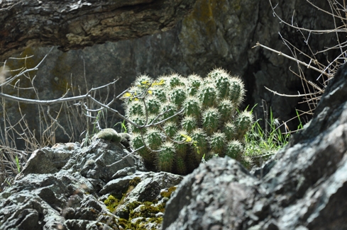 cactus next to Ghost Falls