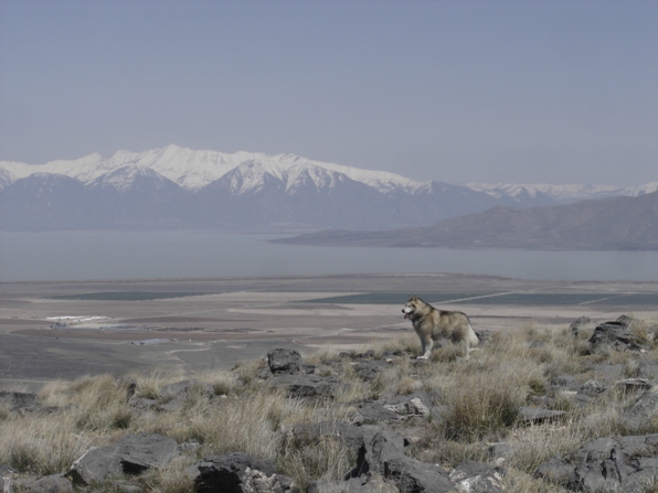 Dozer and Provo Peak