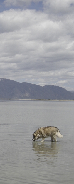 Dozer in Utah Lake
