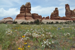 Needles District