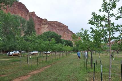 Fruit Orchards